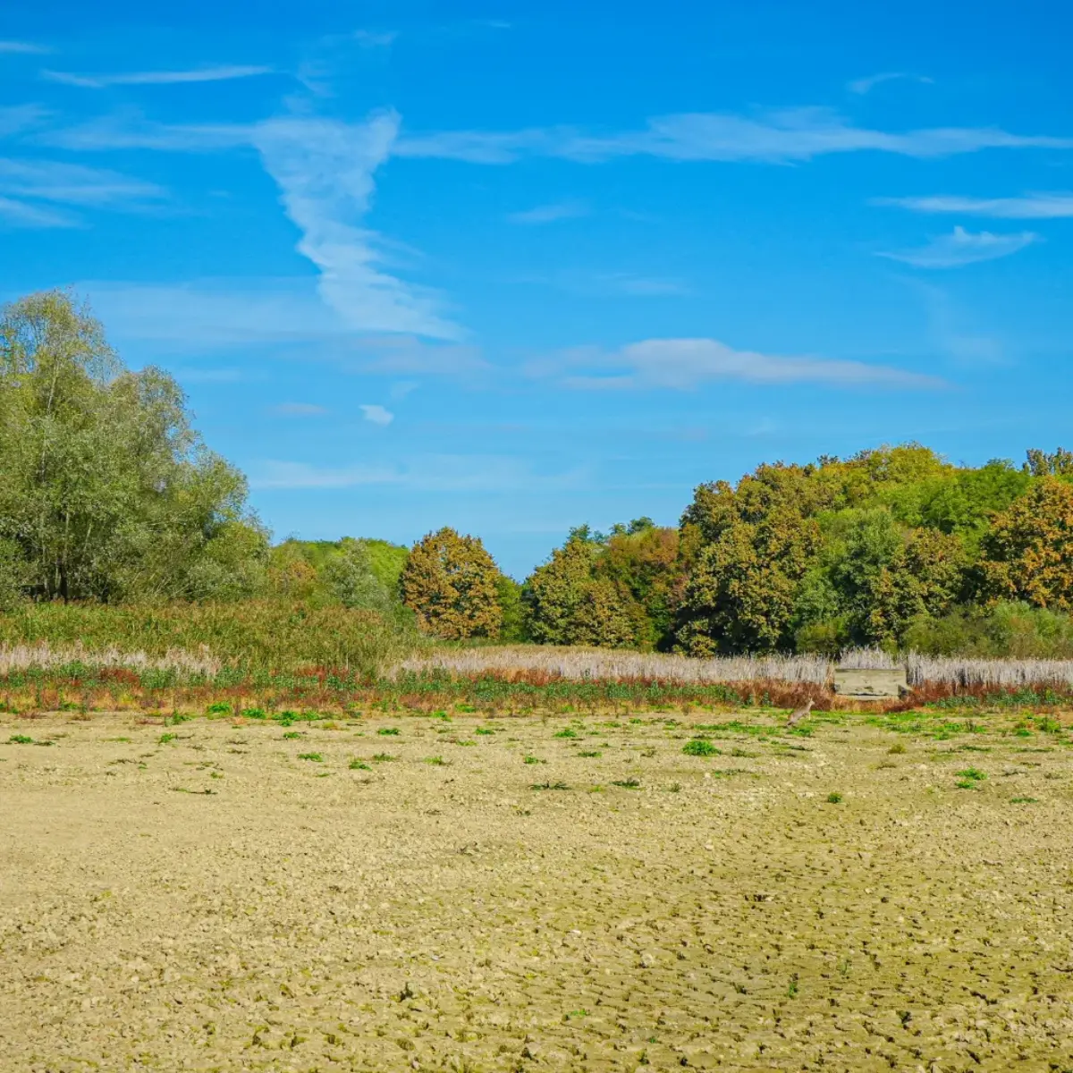 Dry vacant land field with trees on the horizon costing the owner property taxes