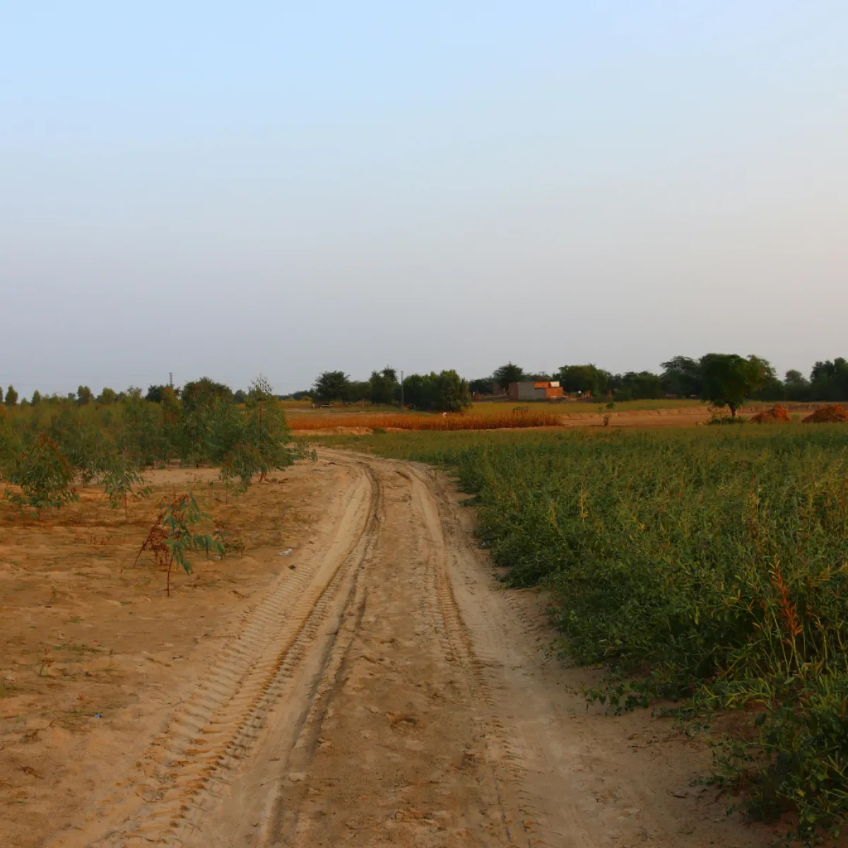 Vacant land with dirt road and crops in Northeast Ohio